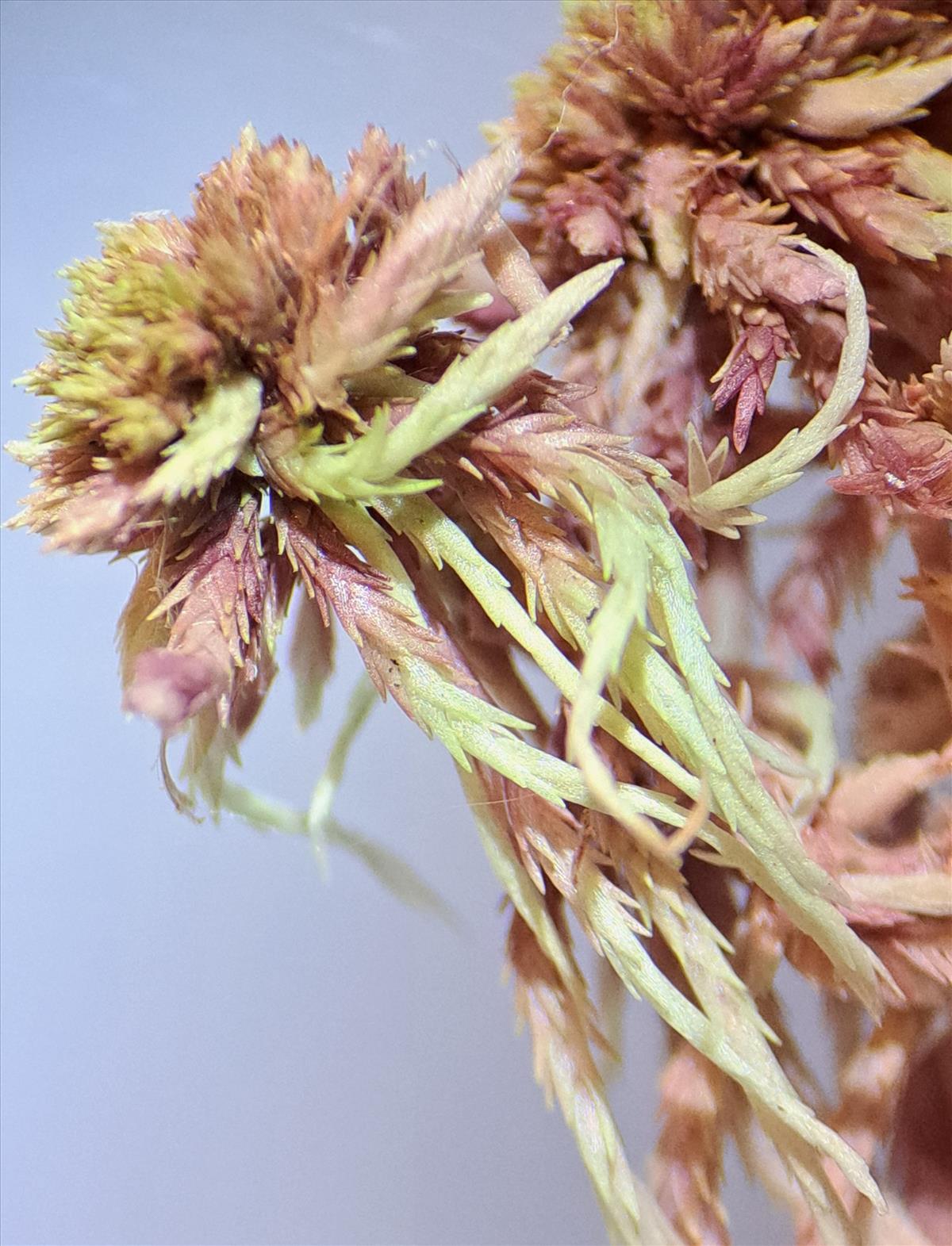 Sphagnum subnitens (door Sam van Rootselaar)